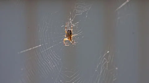 A web with a spider in the center. Stock-Footage 318585612