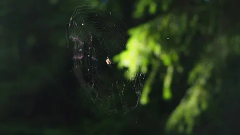 A web with a spider gently wavering from a wind on a sunny day in a shady forest Stock Footage 248531336