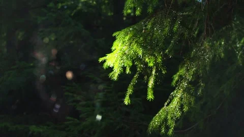 A web with a spider gently wavering from a wind on a sunny day in a shady forest Stock Footage 248531438