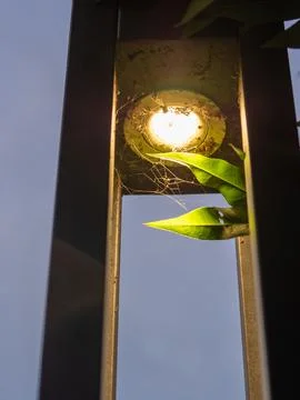 Web, spider in a lamp post with lights switched on Stock Photos