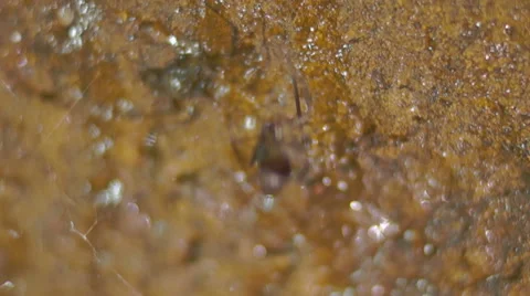 Web spider is moving Video stock 45588250