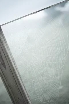 Web, spider, nature Stock Photos