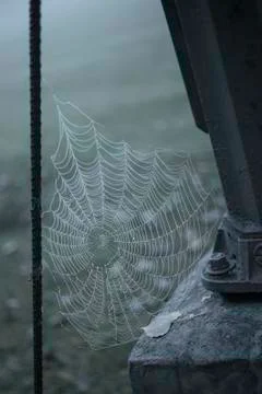Web, spider, nature Stock Photos