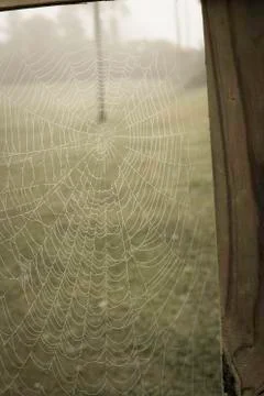 Web, spider, nature Stock Photos