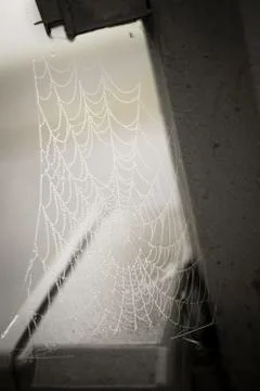 Web, spider, nature Stock Photos