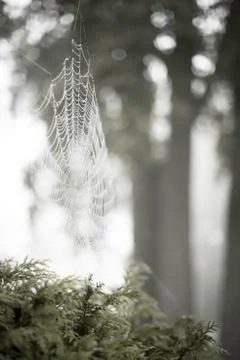 Web, spider, nature Stock Photos