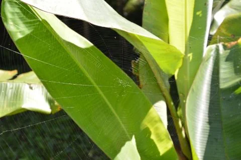 Web of a spider outdoors in the forest Photos