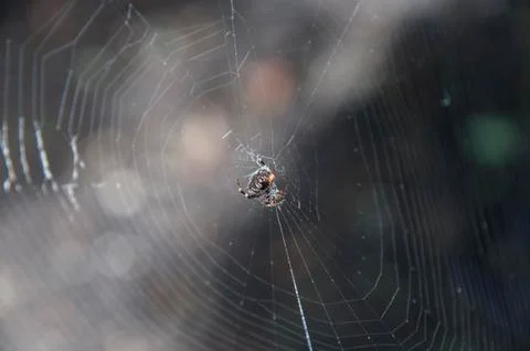 Is a web spider Stock Photos
