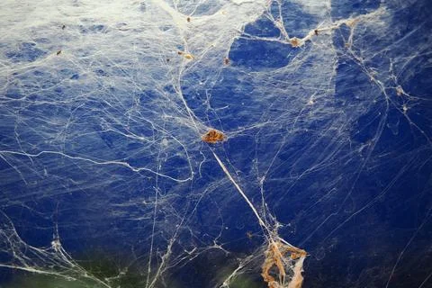 Web of spider silk on a blue surface in a still place Foto stock
