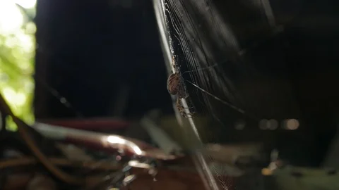 The Web Spider Sun Flare Stock Footage 119287487
