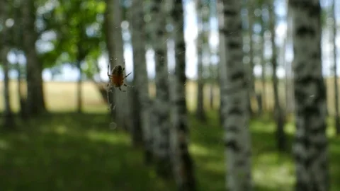 A web with a spider swaying in the wind. Stock Footage 92844960