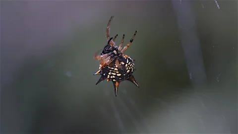 Web Spinning Jewel Stock Footage 106623406