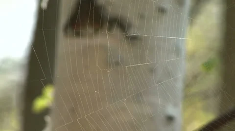 Web in spring forest Stock Footage 37841031