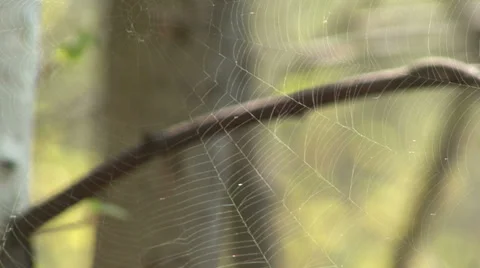 Web in spring forest Stock Footage 37841086