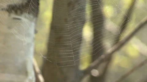 Web in spring forest Stock Footage 37841123