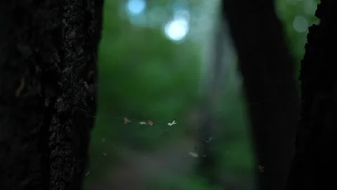 The web is stretched between two trees Stock Footage 157974514