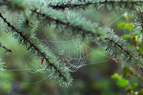 The web stretched on the branches larch. Selective focus. Stock Photos
