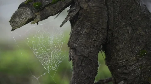 Web on stump Stock Footage 82539977