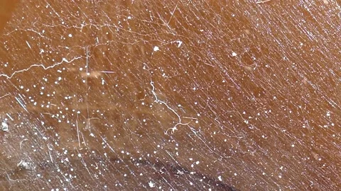 Web summer in the sun and wind Video stock 140675053