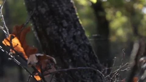 Web at sunrise Vídeos de archivo 70038636