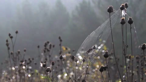 Web sways in wind on sunny day Stock Footage 147485834