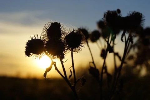 Web on thistles in the sun at sunset Stock Photos