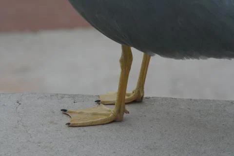 Web toe of sea gull 写真素材