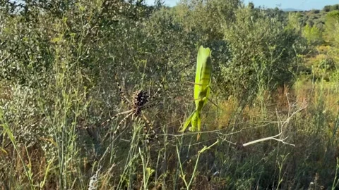 Web Trap: Tiger Spider About to Attack a Green Color Praying Mantis Trapped in Stock Footage 313934535