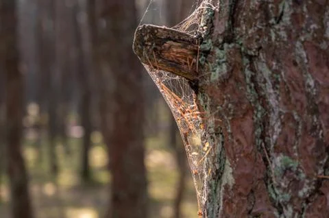Web on a tree in contour sunlight, selective focus Stock Photos