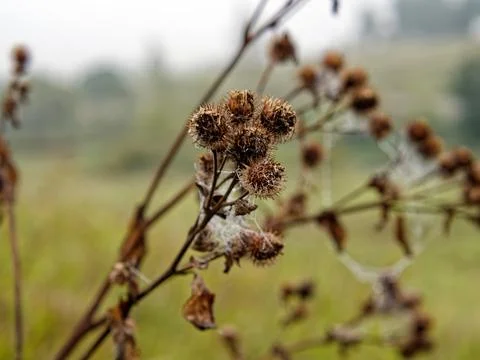 Web with water droplets on burdock Stock Photos
