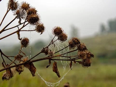Web with water droplets on burdock Foto stock