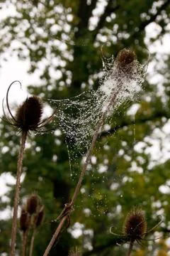 Web, water droplets Stock Photos