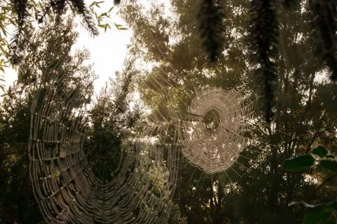 Web, water droplets Stock Photos