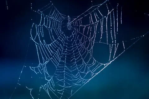 Web with water drops Stock Photos