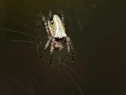 Web weaving spider Stock Photos