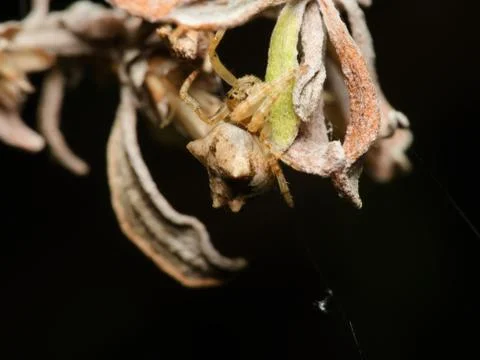 Web weaving spider resting Stock Photos