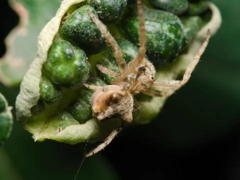 Web weaving spider resting Stock Photos