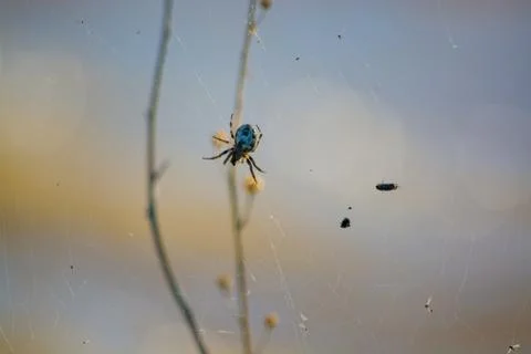 Web on the web. Filmed in macro mode. Blurred background. Stock Photos