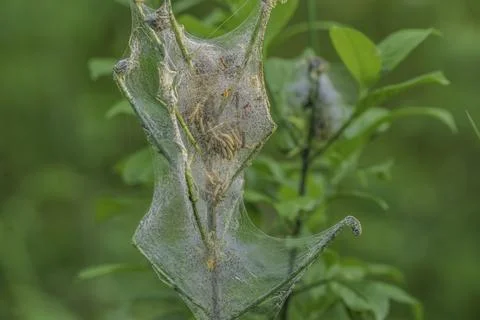 Web of the webworm moth on a branch Stock Photos