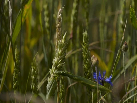 Web Wheat ax 2 Stock Footage 77560282