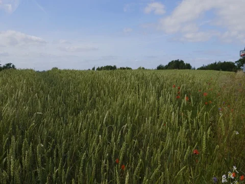 Web Wheat field 2 Stock Footage 77560260
