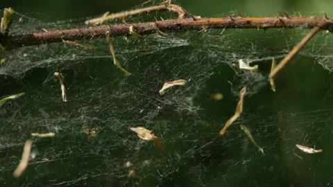 A web in the wind 库存影片 90783443