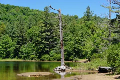 Webb, New York: A dead tree on the edge of Moss Lake, in the Adirondack Park Foto stock