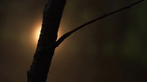 Webbed Branch With Back Light Stands Dead in Fog 库存影片 114396079