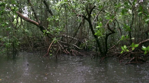 Webbed tree roots in rainy river 스톡 동영상 53072921