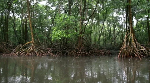 Webbed tree roots in rainy river 02 스톡 동영상 53073089