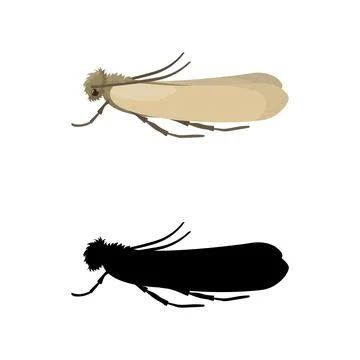 Webbing clothes moth and its silhouette isolated on white background Illustrazione stock