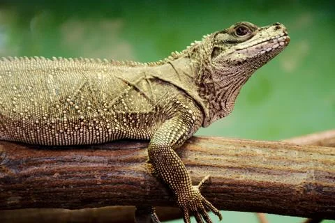 Weber's sailfin lizard 写真素材