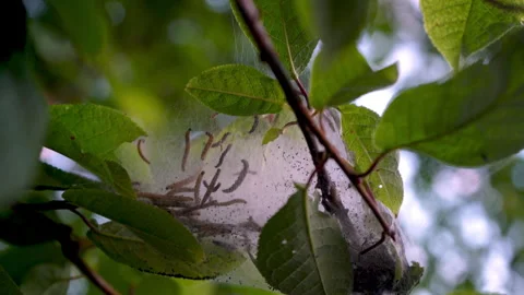 Webworm caterpillar larvae crawling inside silky nest among bright green leaves Stock Footage 338307639