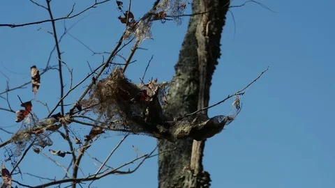 Webworm nest 動画素材 82503593